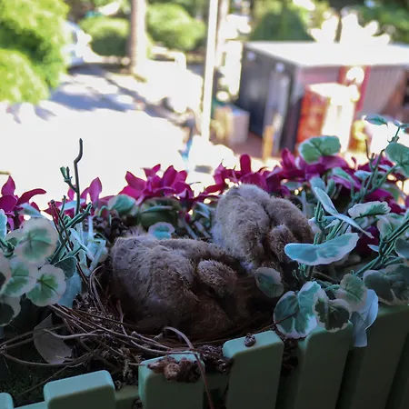 Проживание в семье Doruk